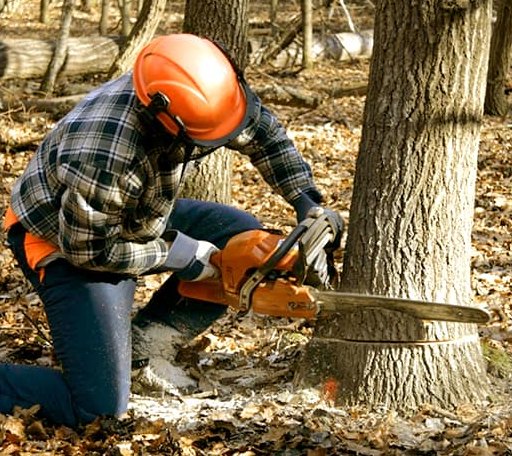 Tree Removal in Braintree, MA